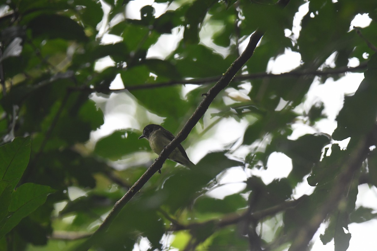 Slaty-capped Flycatcher - ML645723489