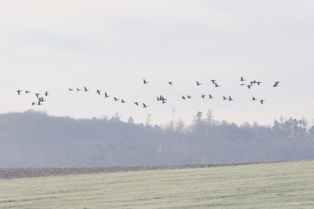 אווז אפור - ML645723490