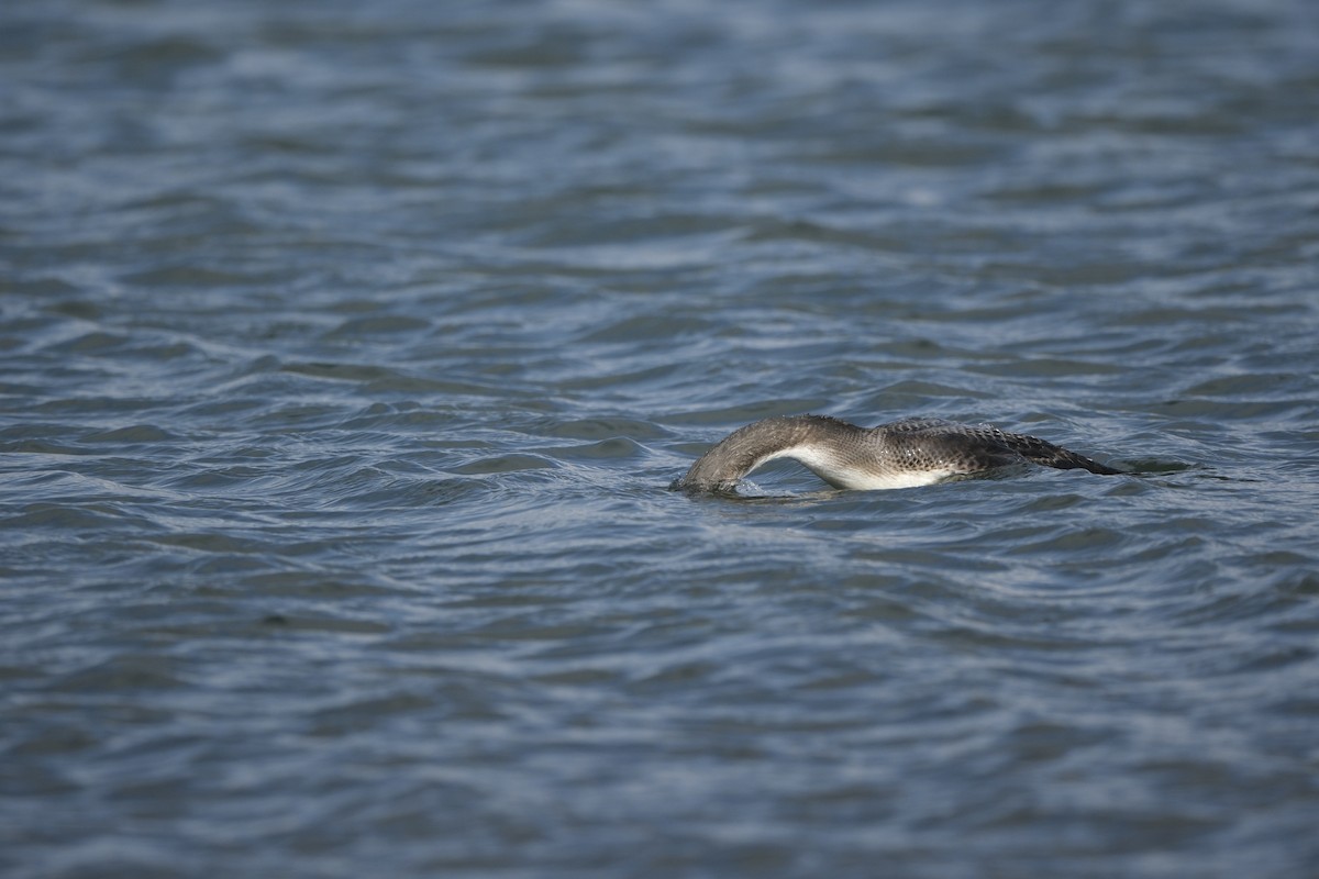 צוללן שחור-גרון - ML645723491