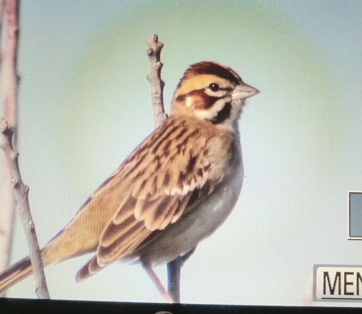 Lark Sparrow - ML645723492