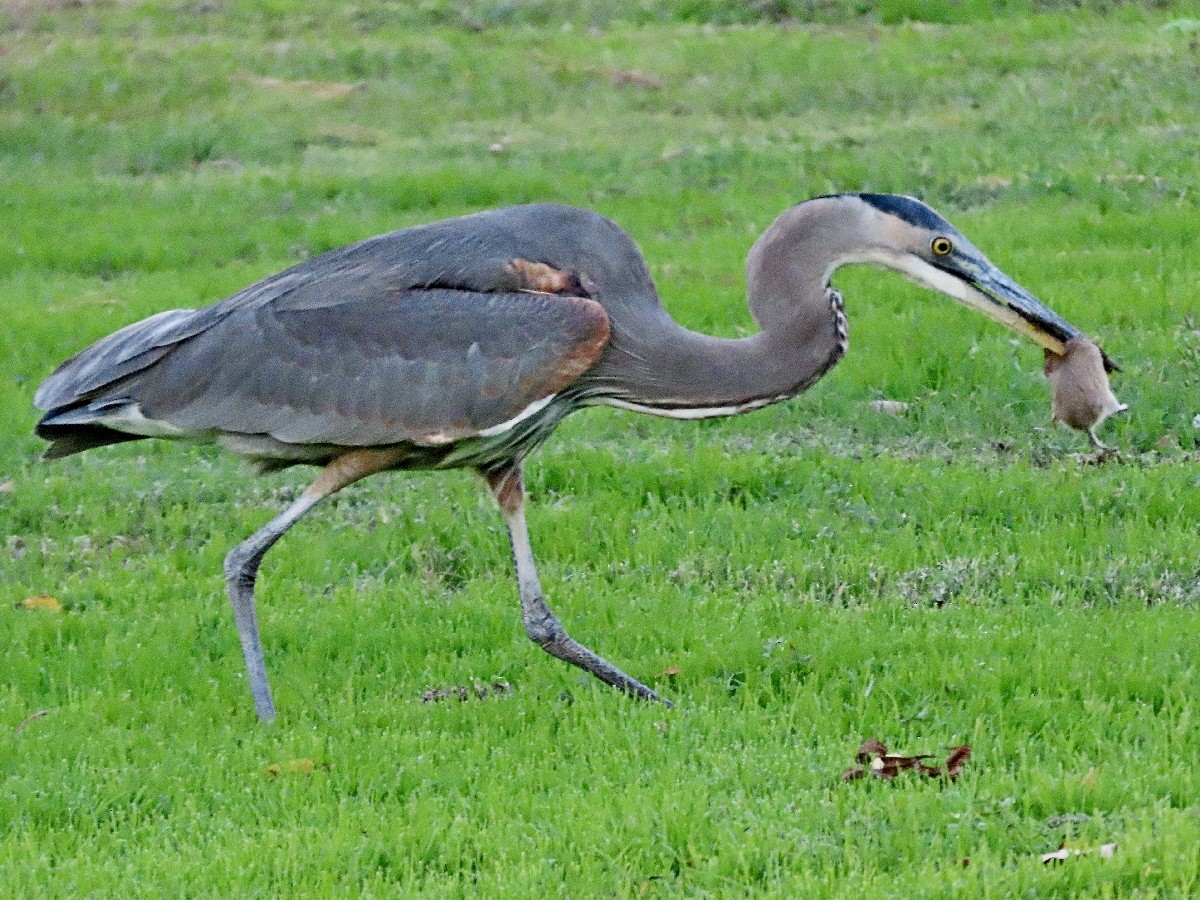 אנפה אמריקנית - ML645723493