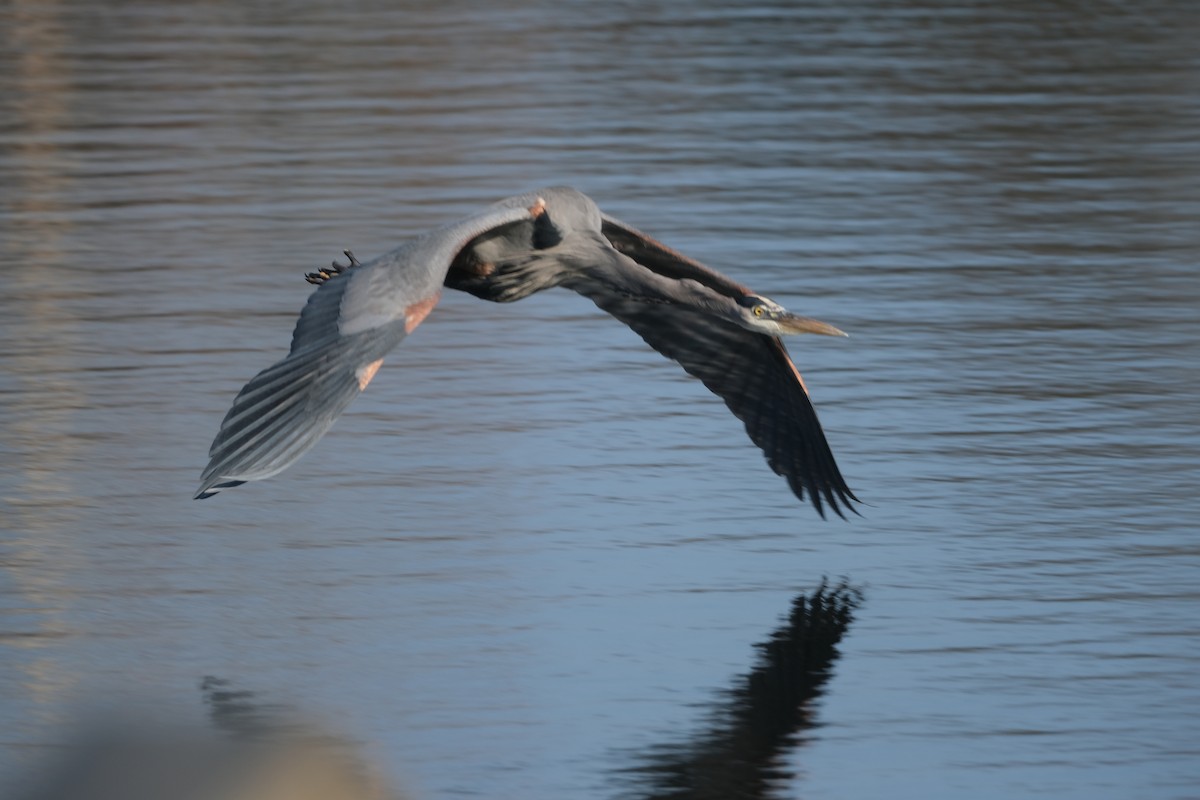 אנפה אמריקנית - ML645723494