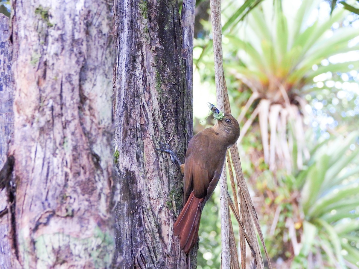 Plain-winged Woodcreeper - ML645723495