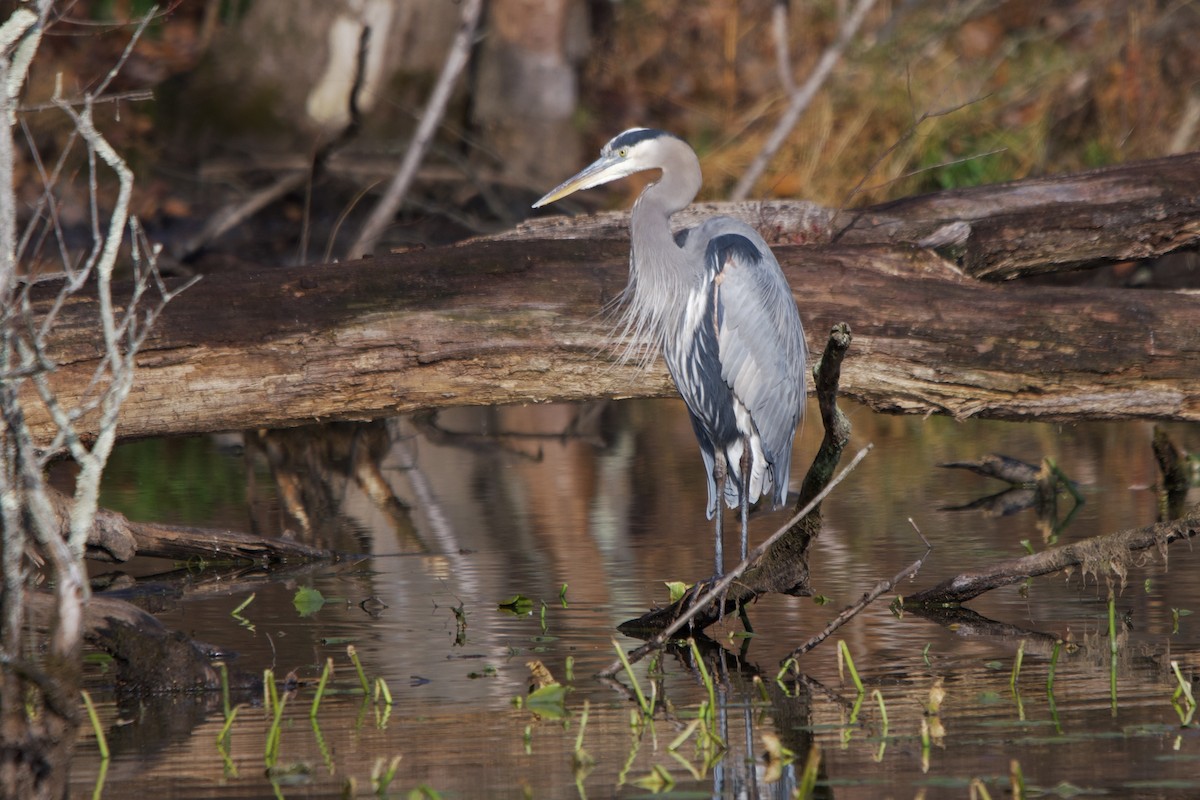 אנפה אמריקנית - ML645723496