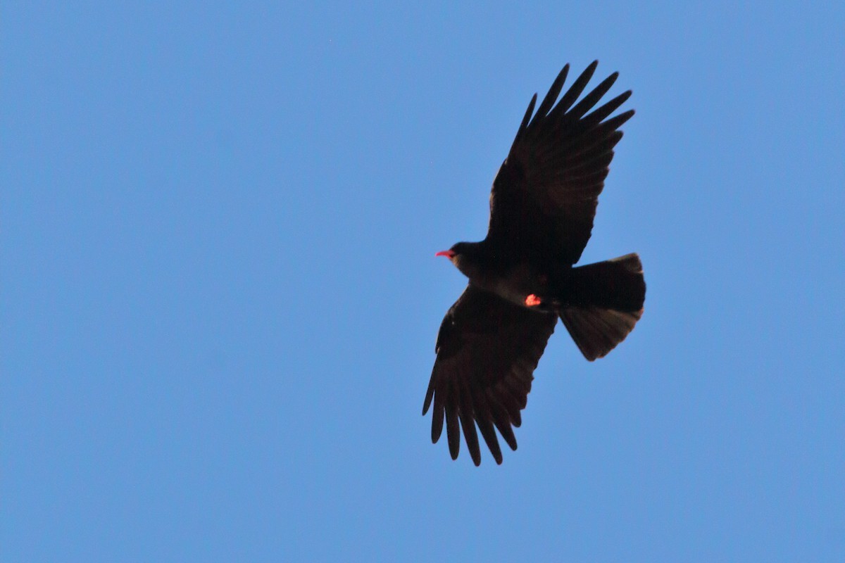 זג אדום-מקור - ML645723497