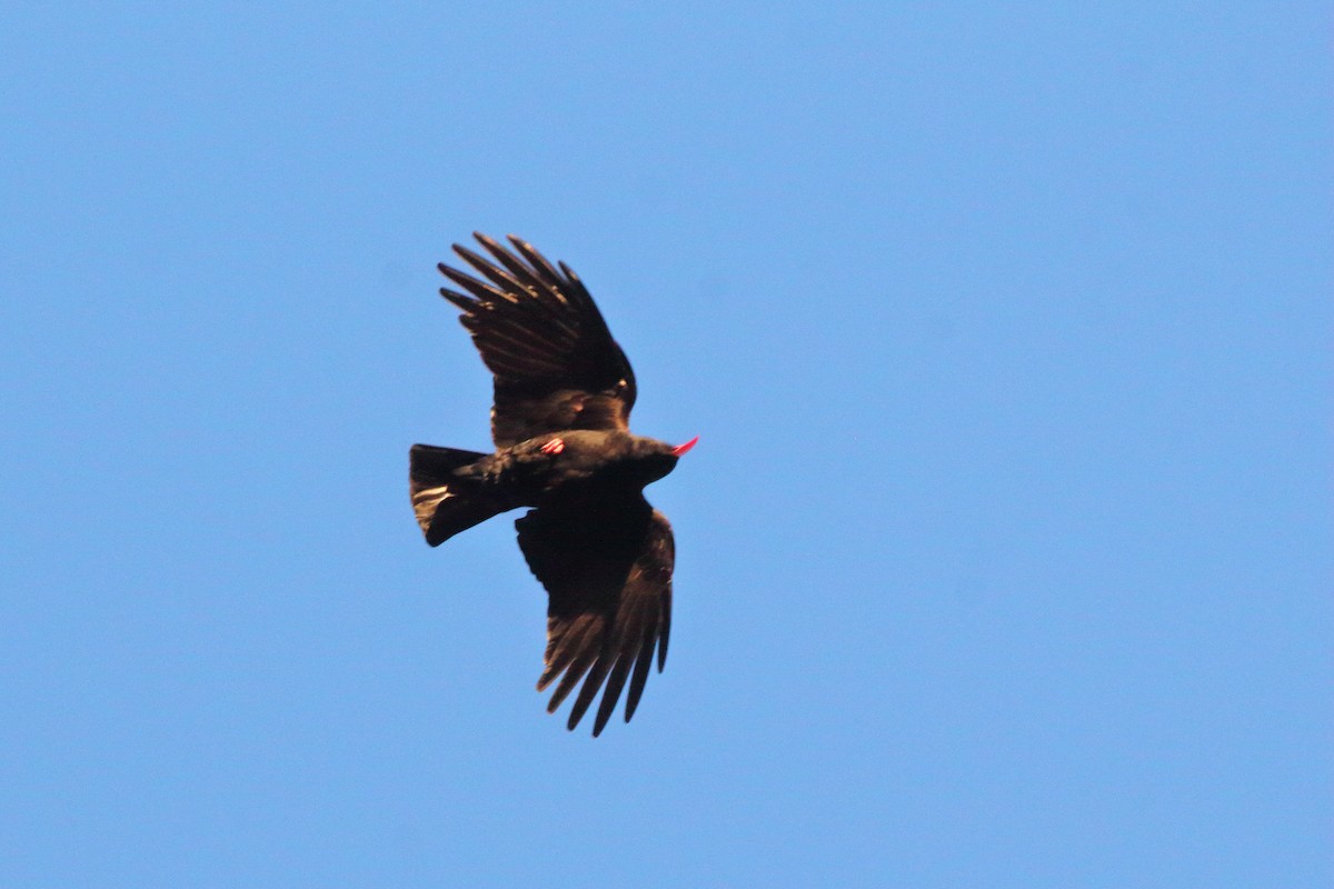 זג אדום-מקור - ML645723498