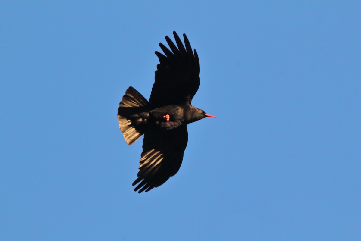 זג אדום-מקור - ML645723499