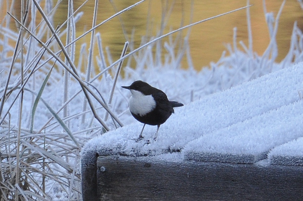אמודאי הנחלים - ML645723501