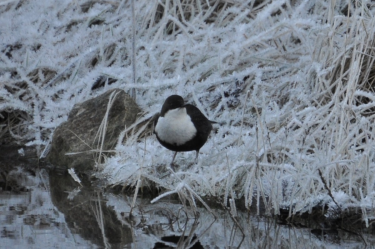אמודאי הנחלים - ML645723502