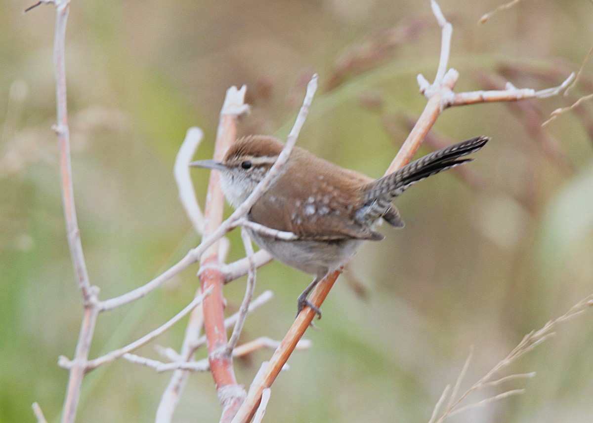 Bewick's Wren - ML645723503