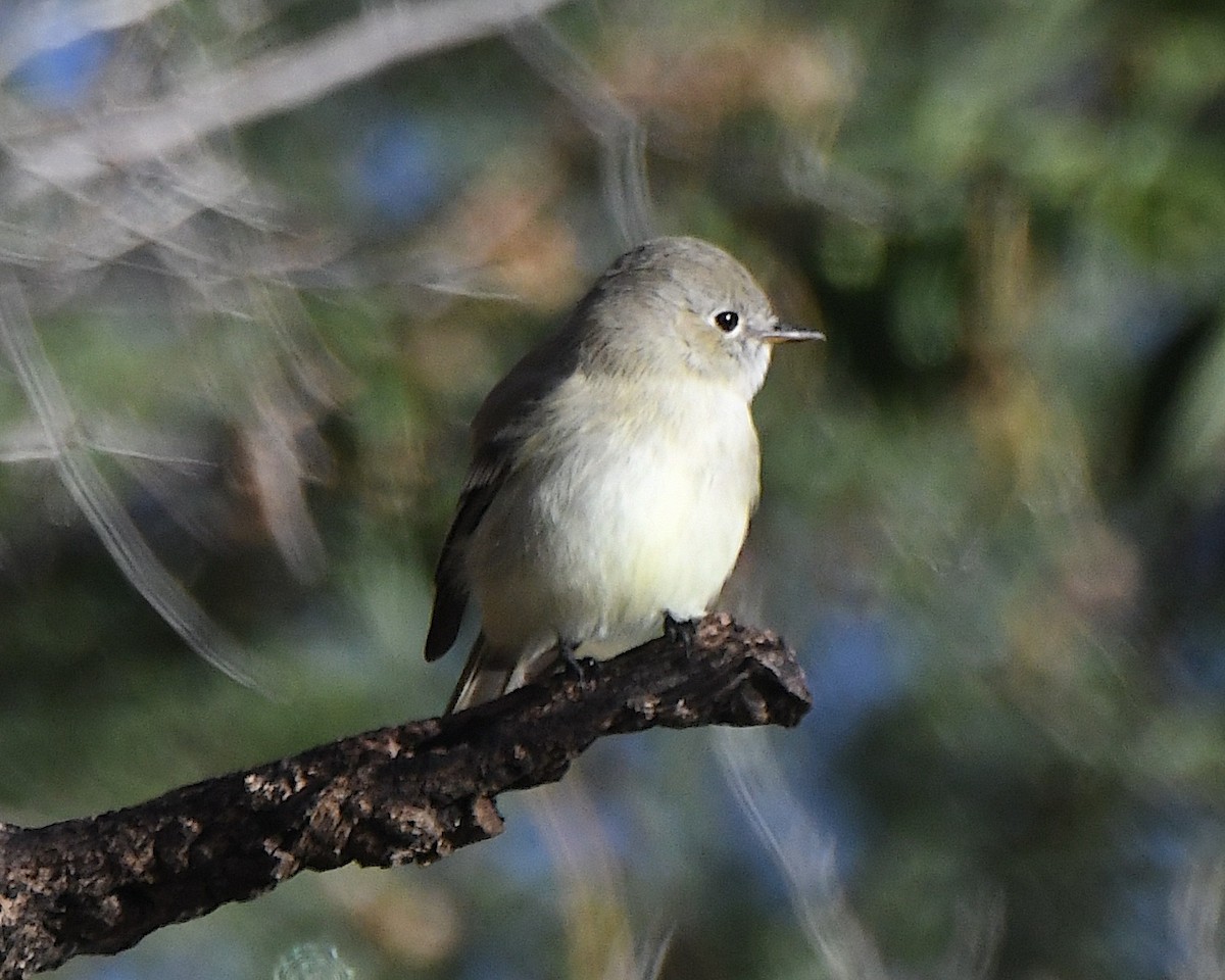 Gray Flycatcher - ML645723505