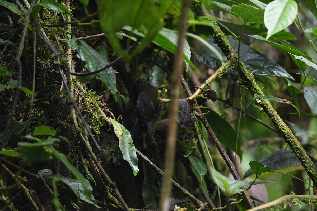 Stripe-breasted Wren - ML645723506