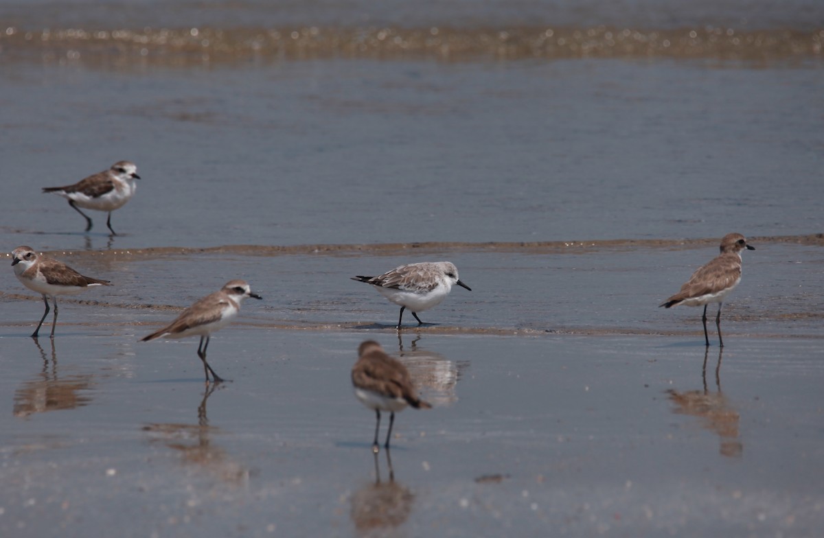 חופית לבנה - ML645723507