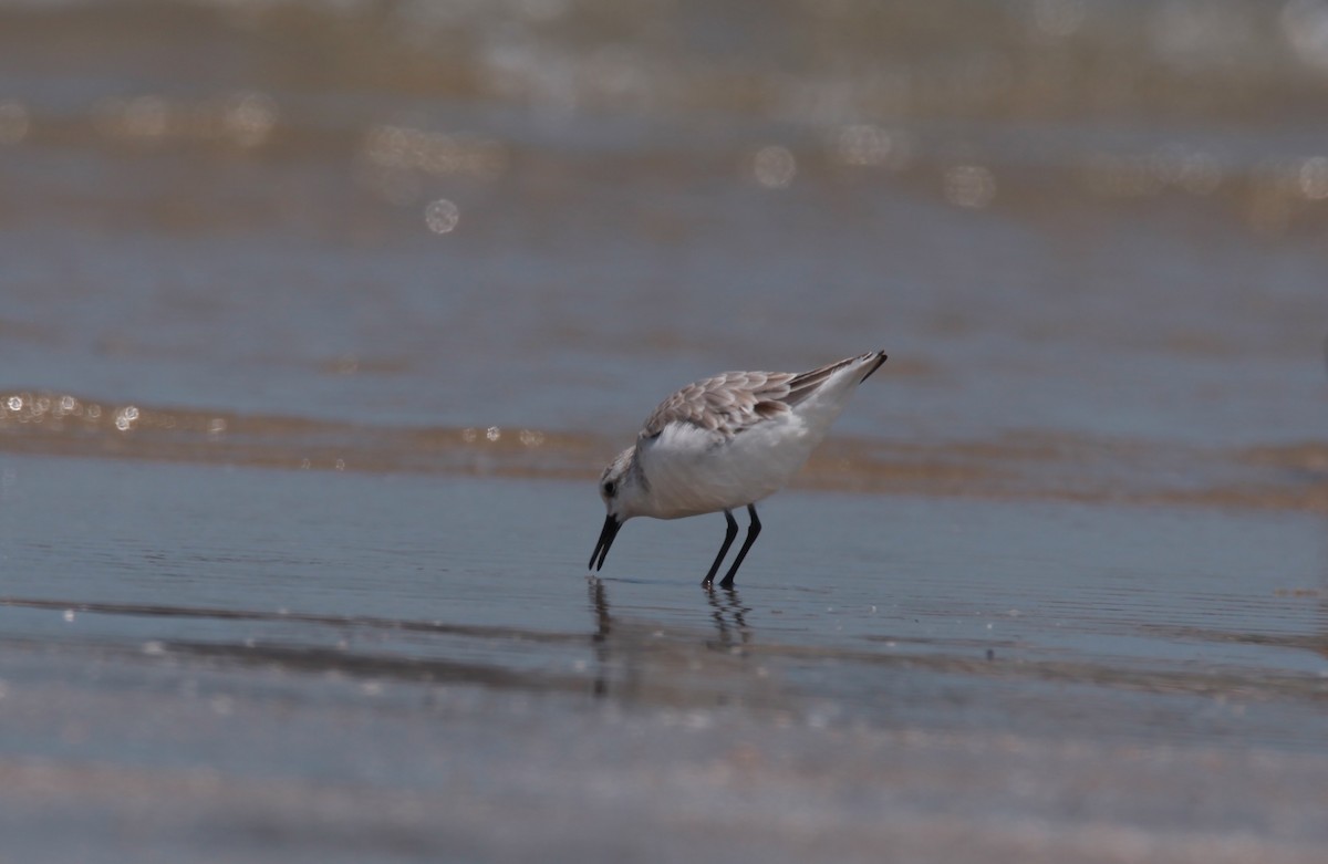 חופית אדומת-צוואר - ML645723508