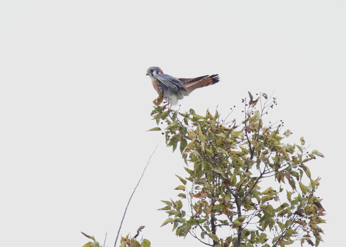 בז אמריקני - ML645723511