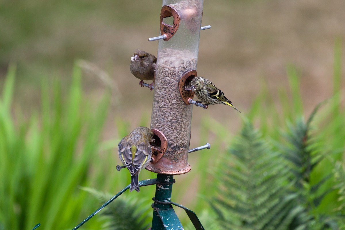 חורפי - ML645723515