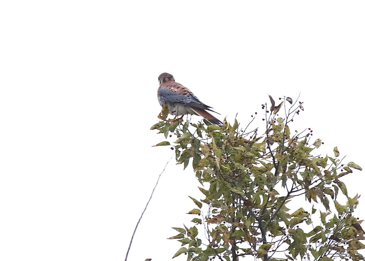 בז אמריקני - ML645723520