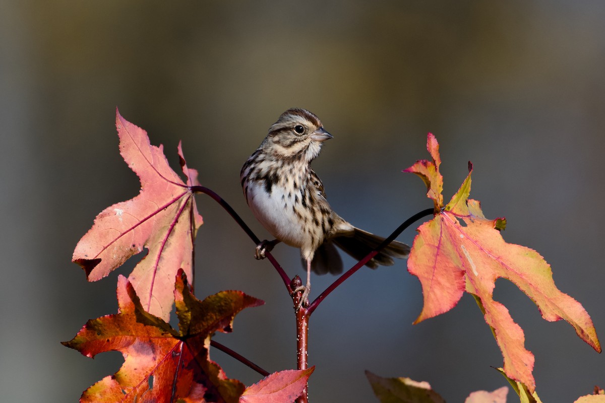 Song Sparrow - ML645723545