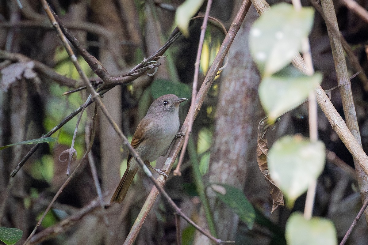Brown Fulvetta - ML645723555
