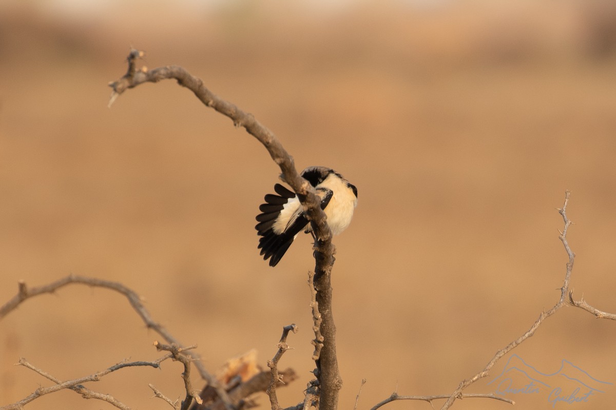 Desert Wheatear - ML645723563