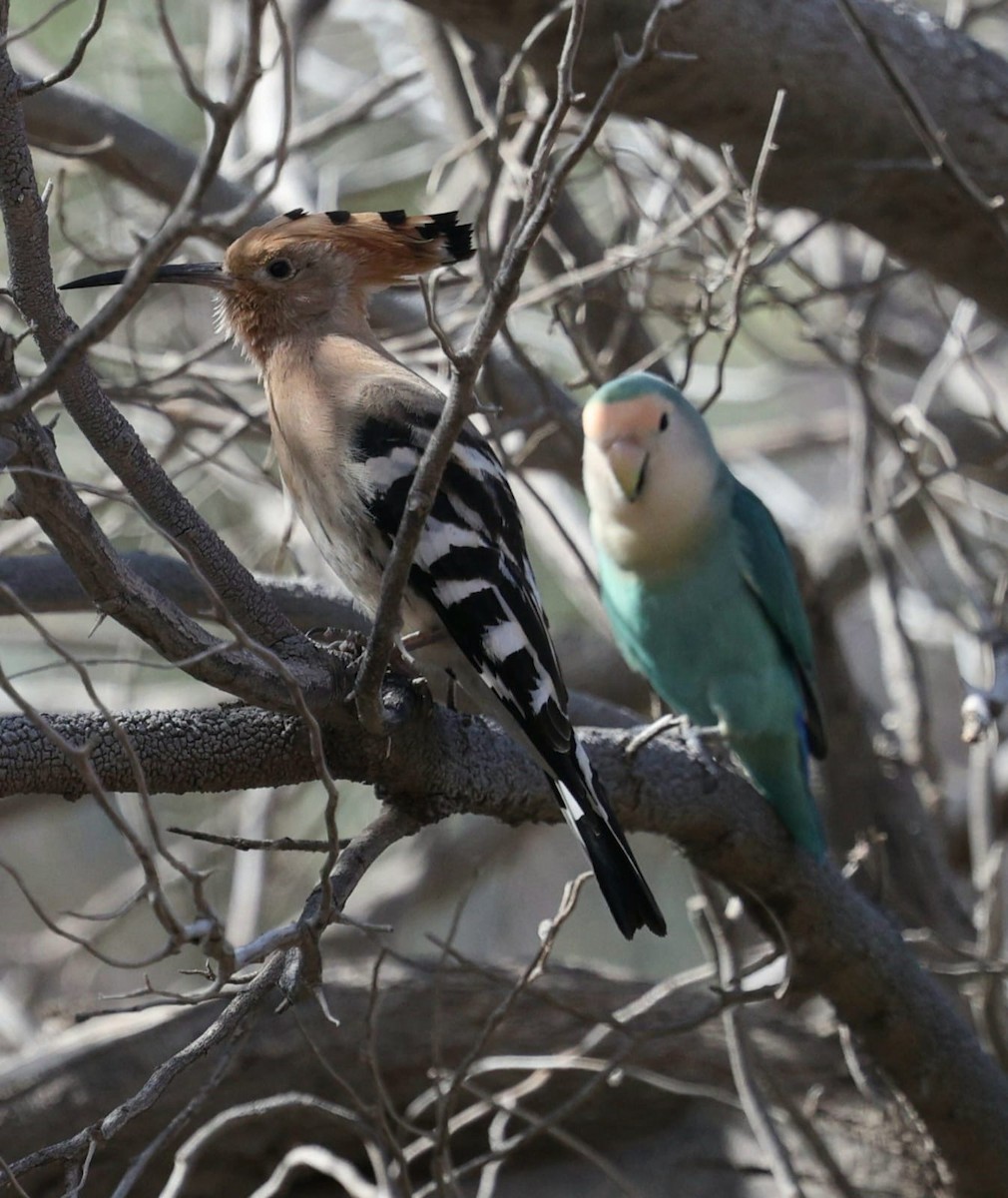 agapornis sp. (domestikovaný) - ML645723581