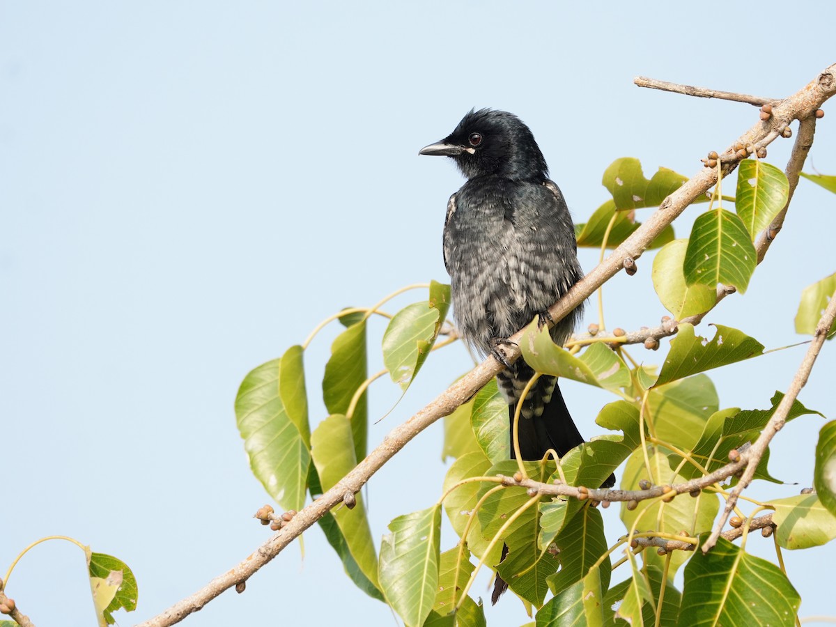 drongo černý - ML645723582