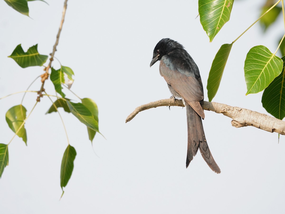 drongo černý - ML645723583