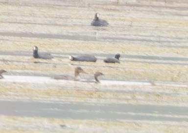 Red-breasted Merganser - ML645723586