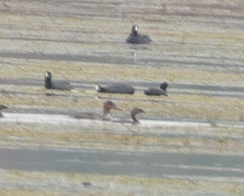 Red-breasted Merganser - ML645723587