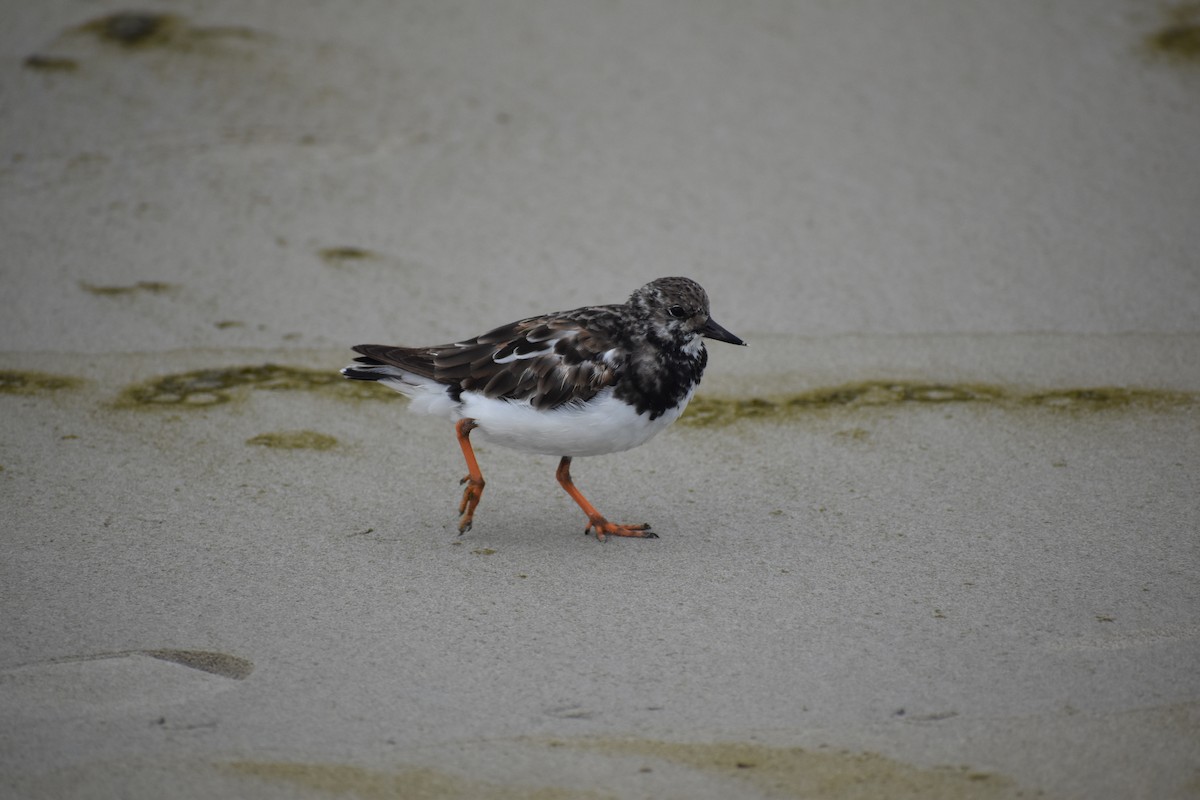 kamenáček pestrý - ML645723588