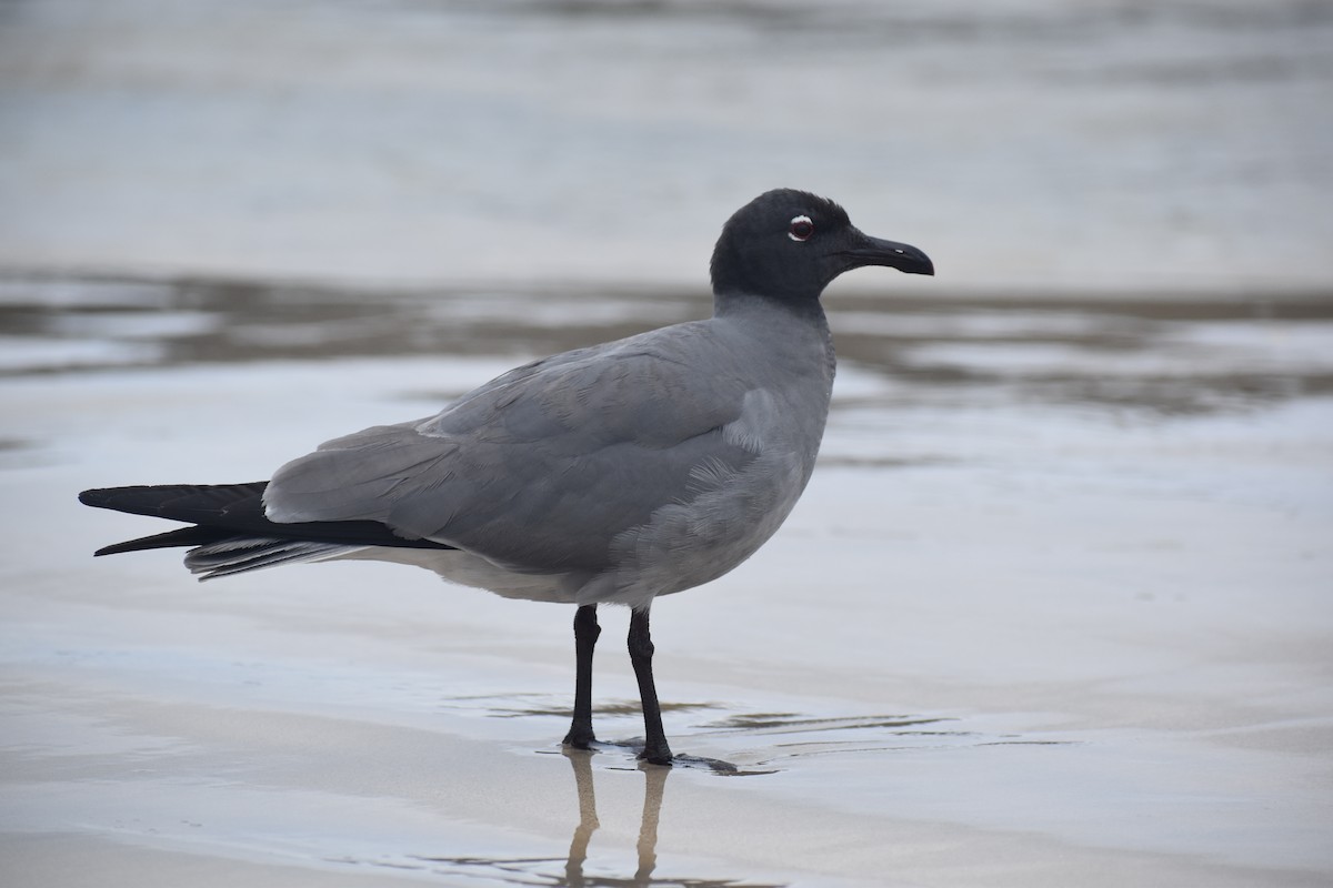 racek lávový - ML645723598