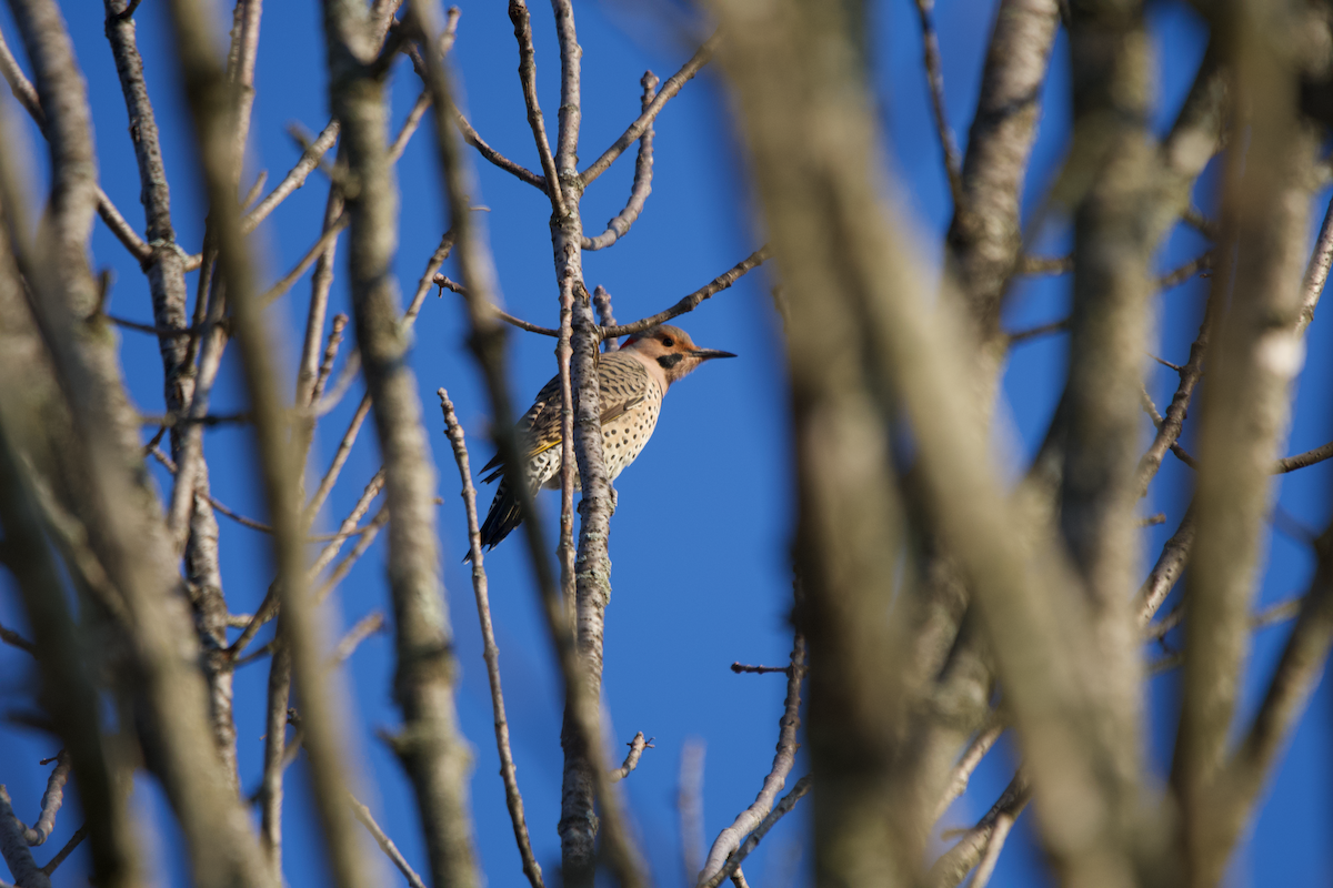 datel zlatý - ML645723601