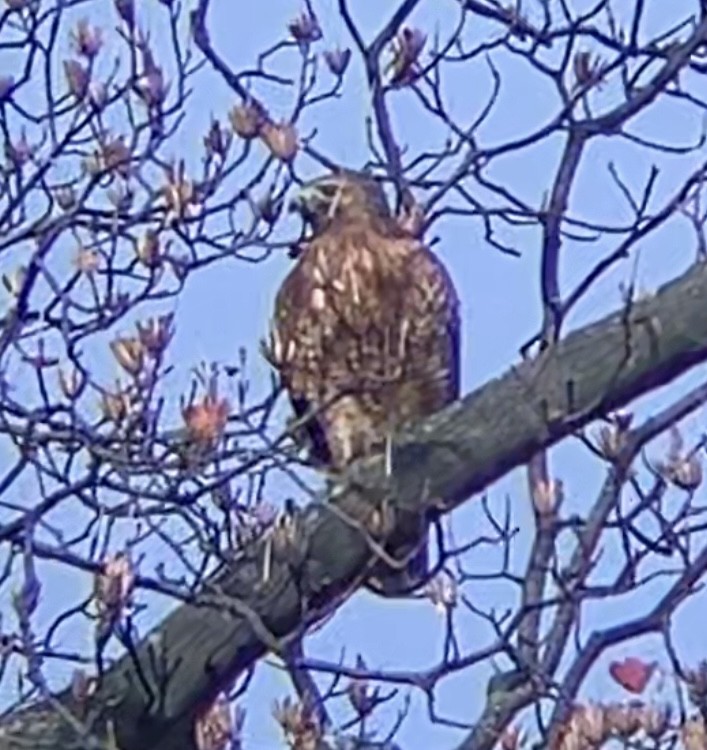 Busardo Pechirrojo - ML645723602