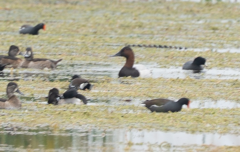 Canvasback - ML645723611