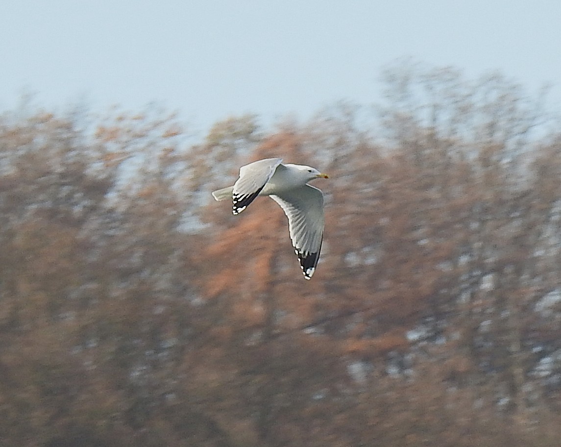 Caspian Gull - ML645723612