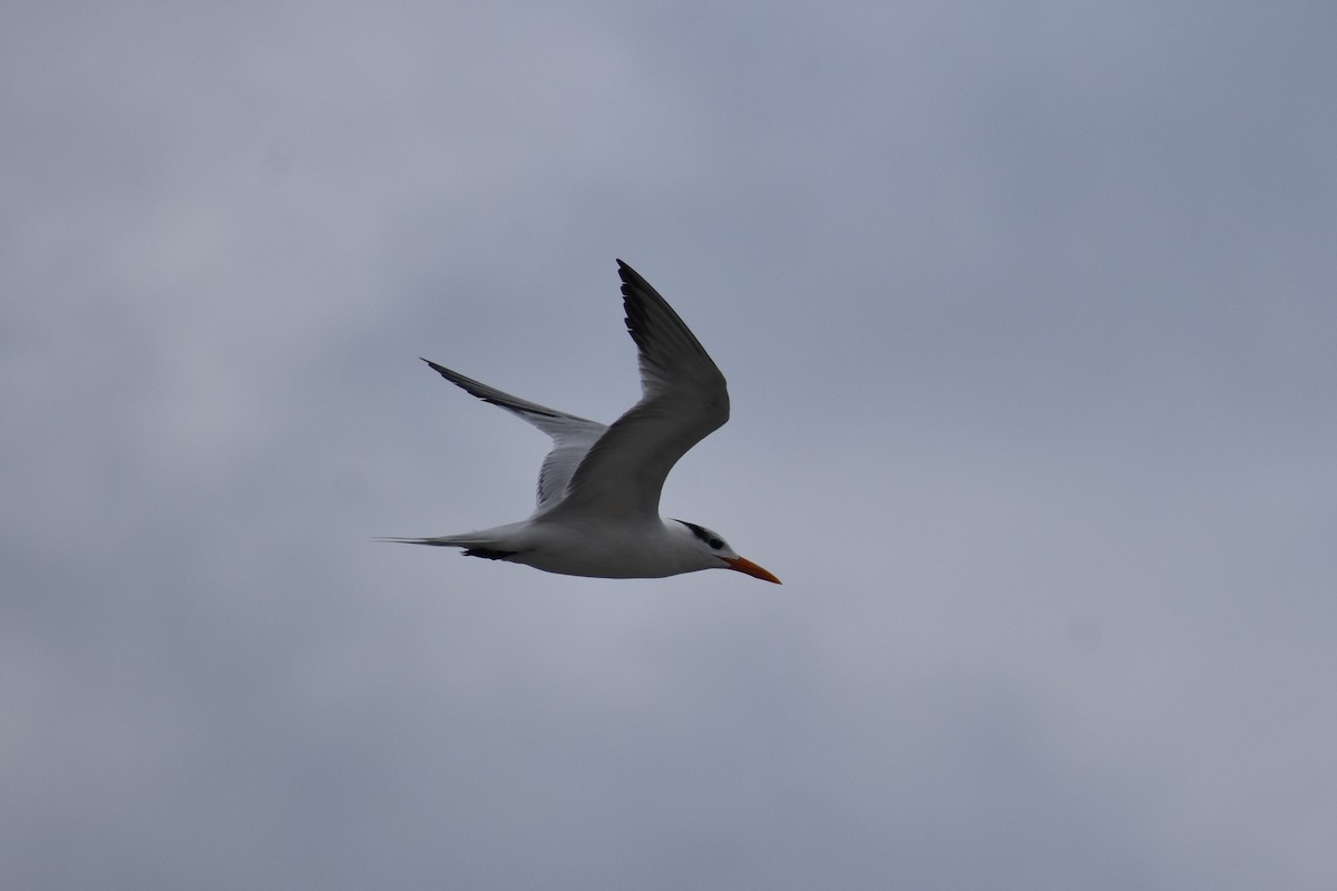 rybák královský - ML645723622