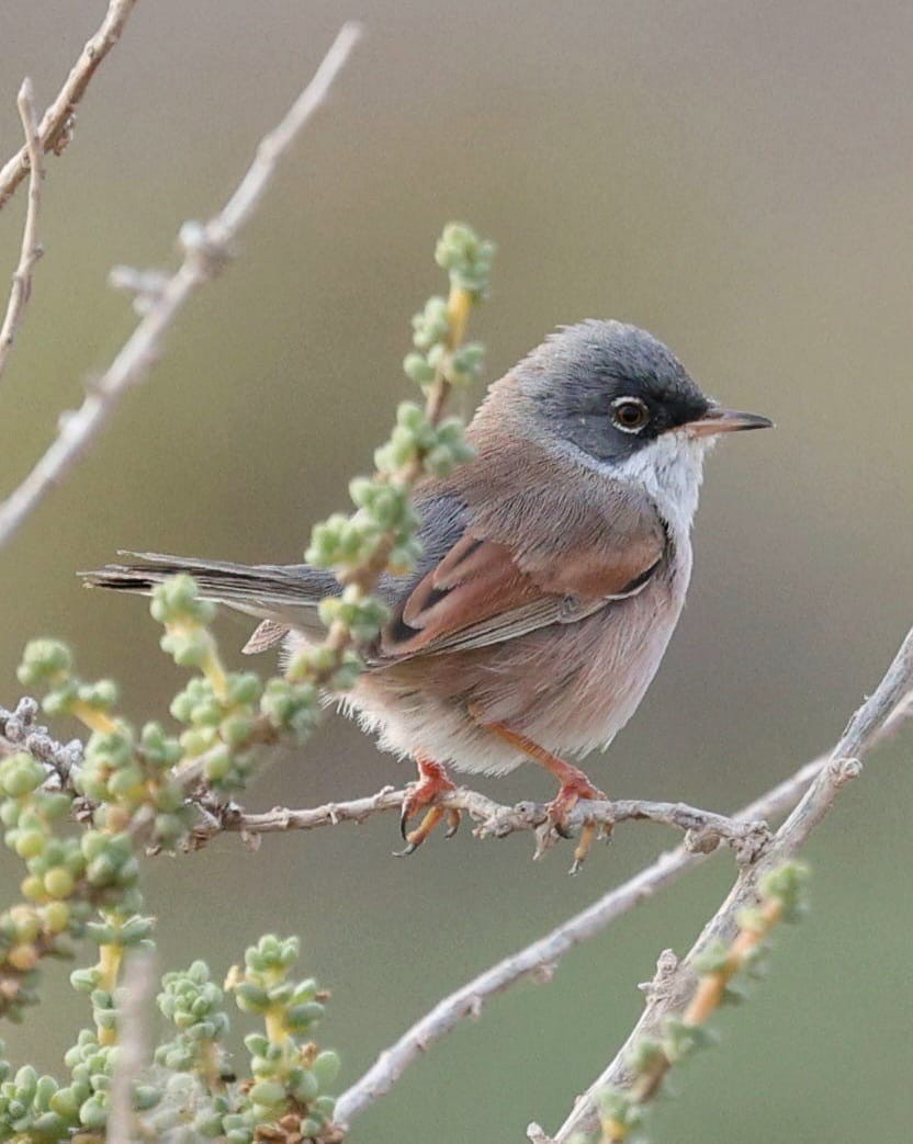 pěnice brýlatá - ML645723630