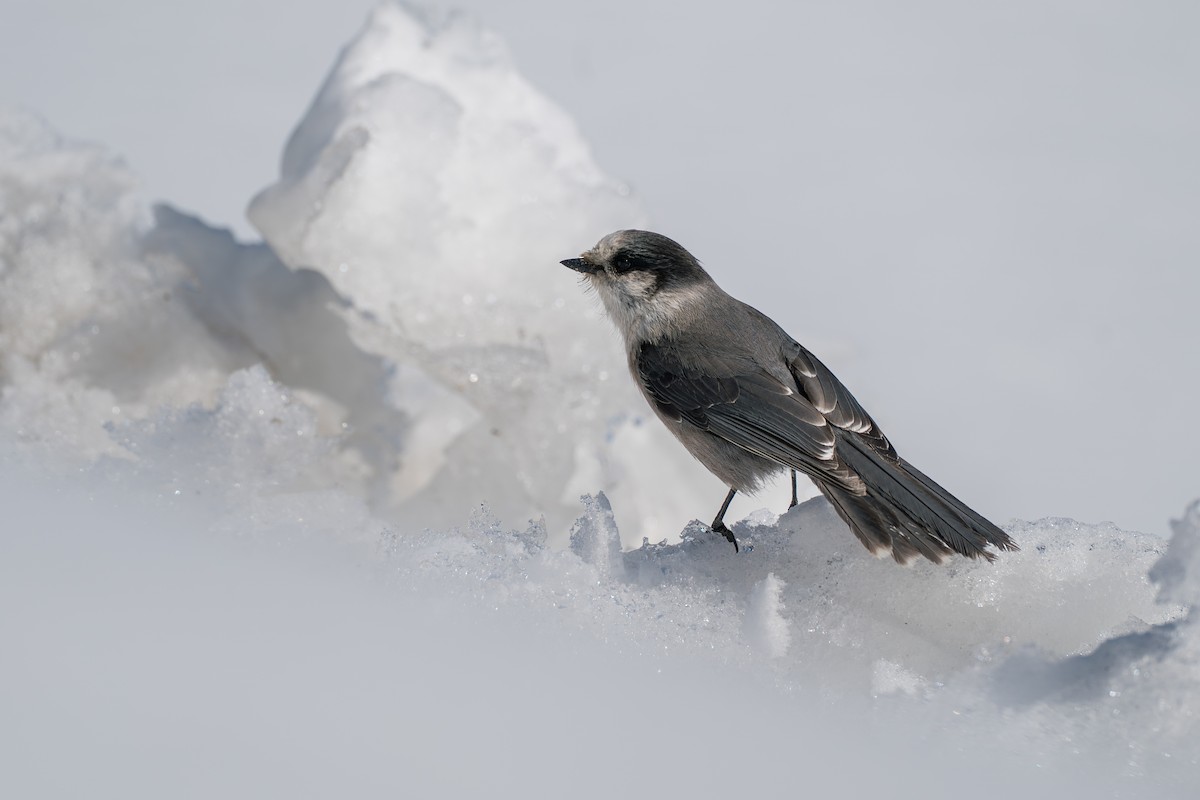 Meisenhäher - ML645723633