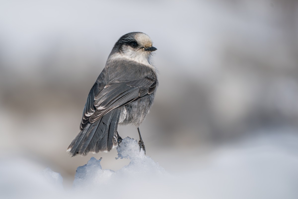 Meisenhäher - ML645723634