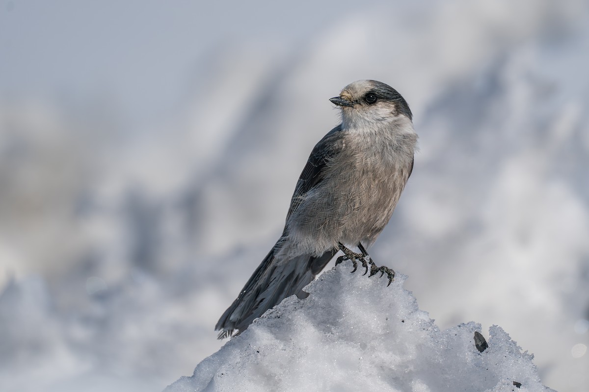 Meisenhäher - ML645723635