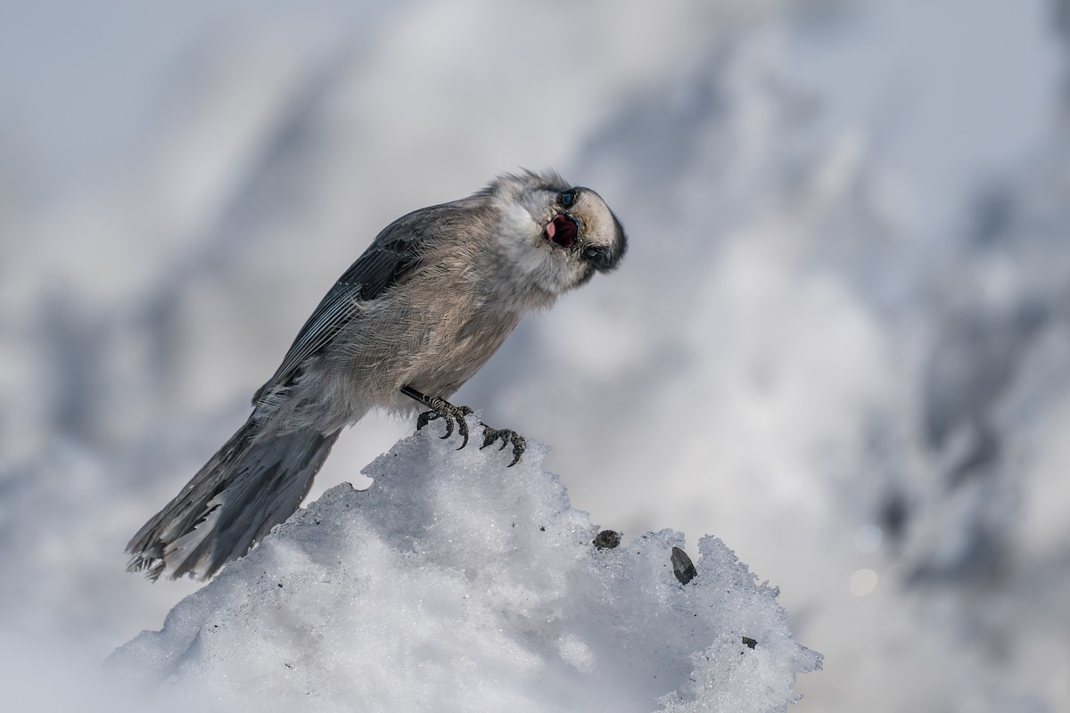 Meisenhäher - ML645723637