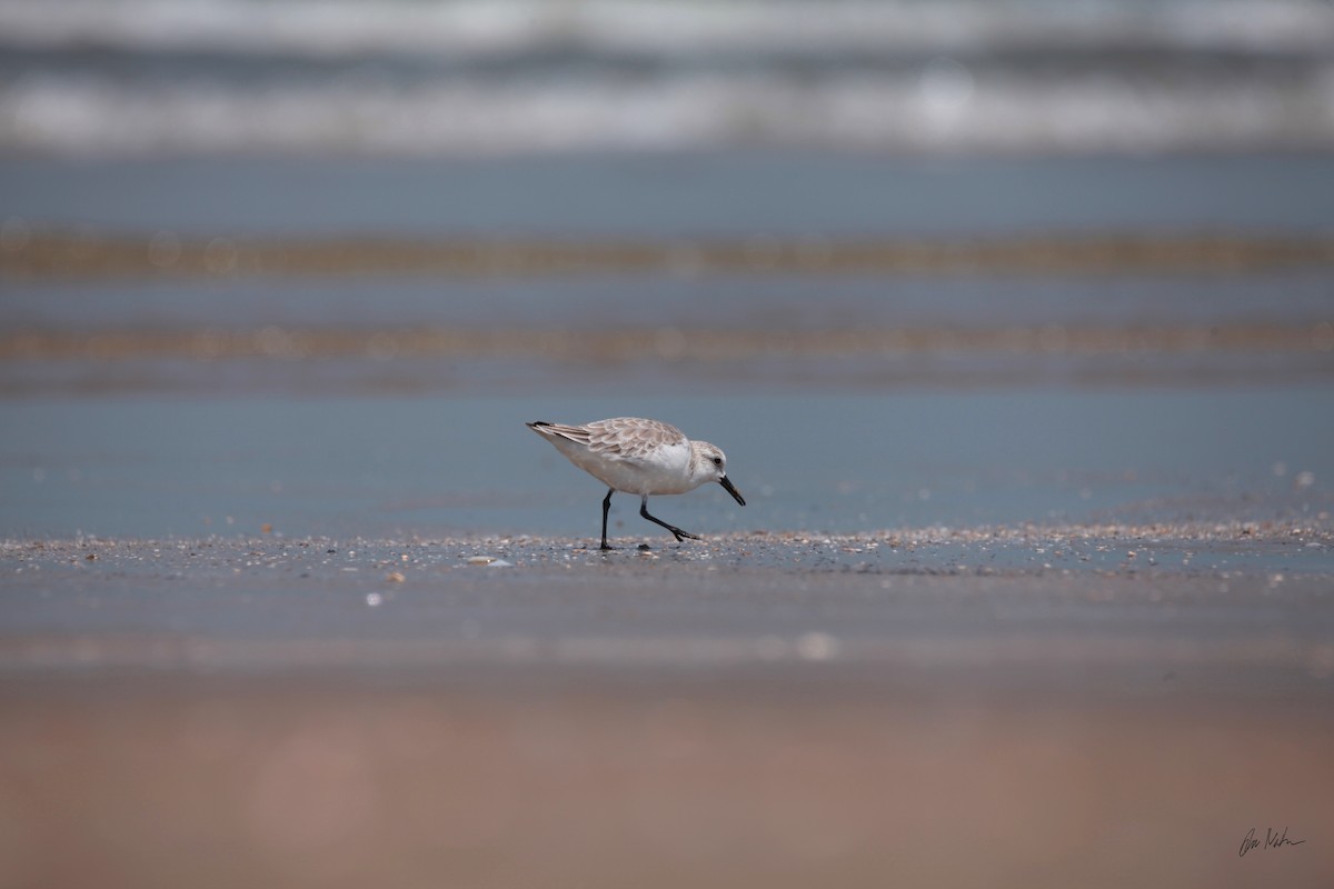 חופית לבנה - ML645723641