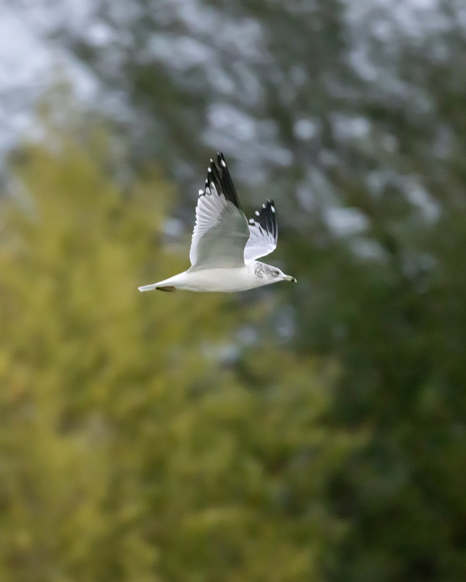 Ring-billed Gull - ML645723642