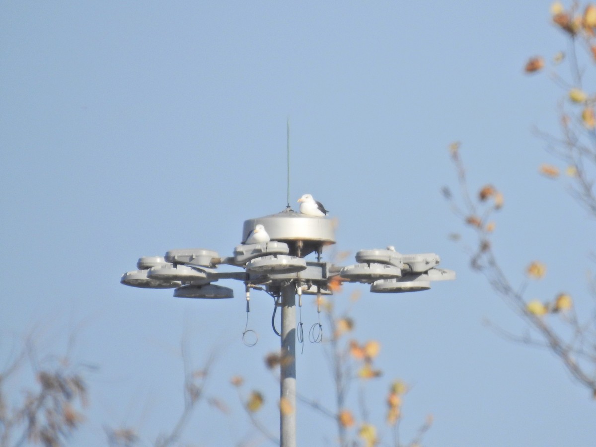 Great Black-backed Gull - ML645723643