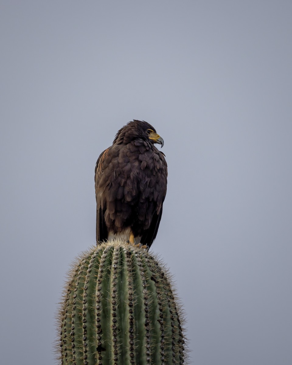 Harris's Hawk - ML645723645