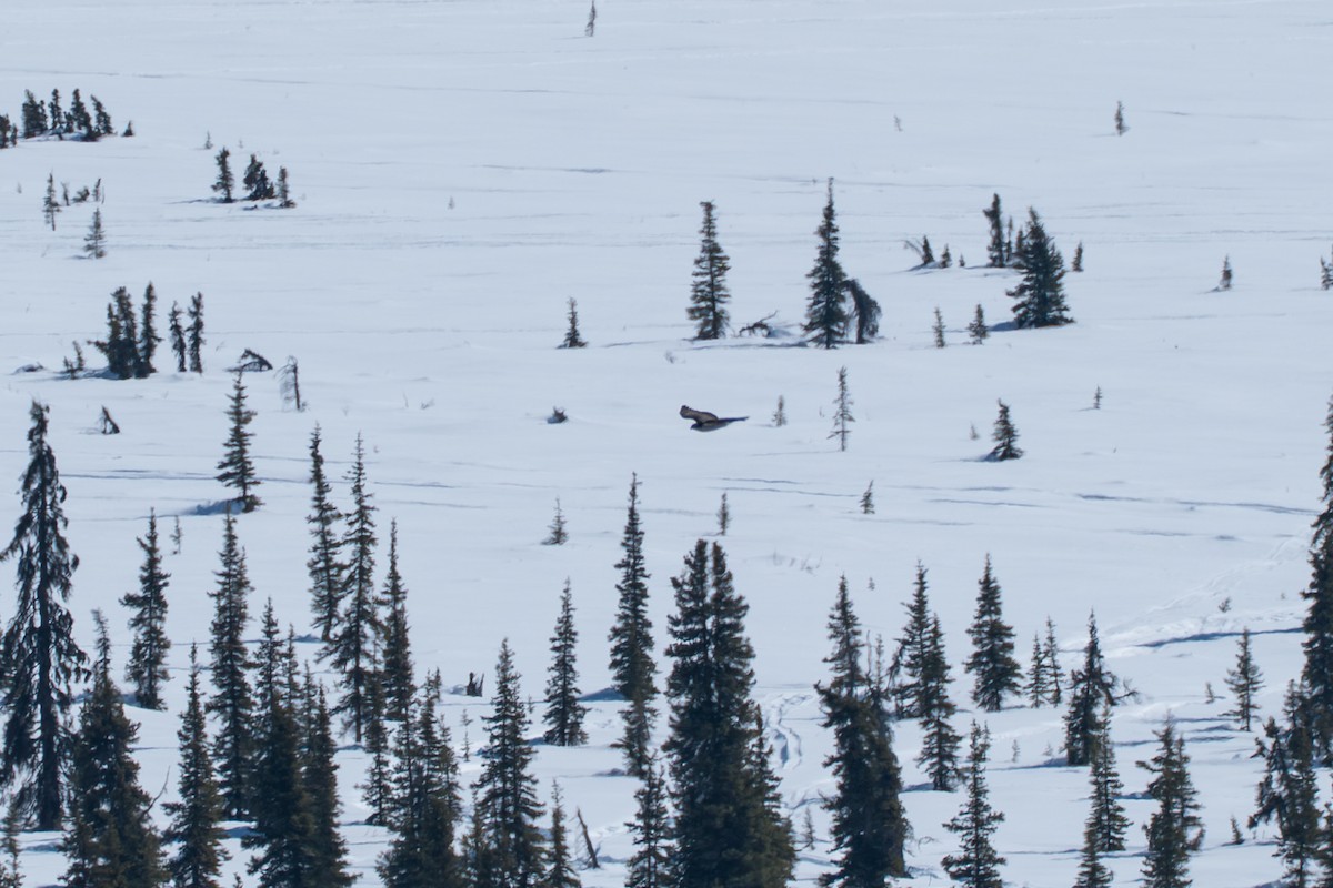 American Goshawk - ML645723652