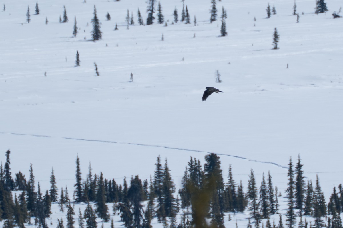 American Goshawk - ML645723653