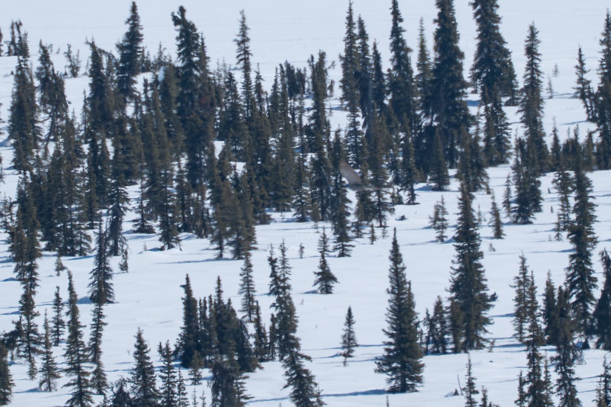 American Goshawk - ML645723654