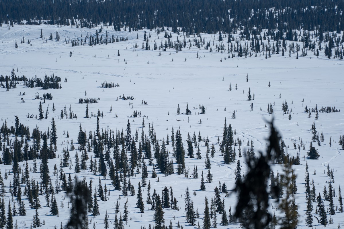 American Goshawk - ML645723655