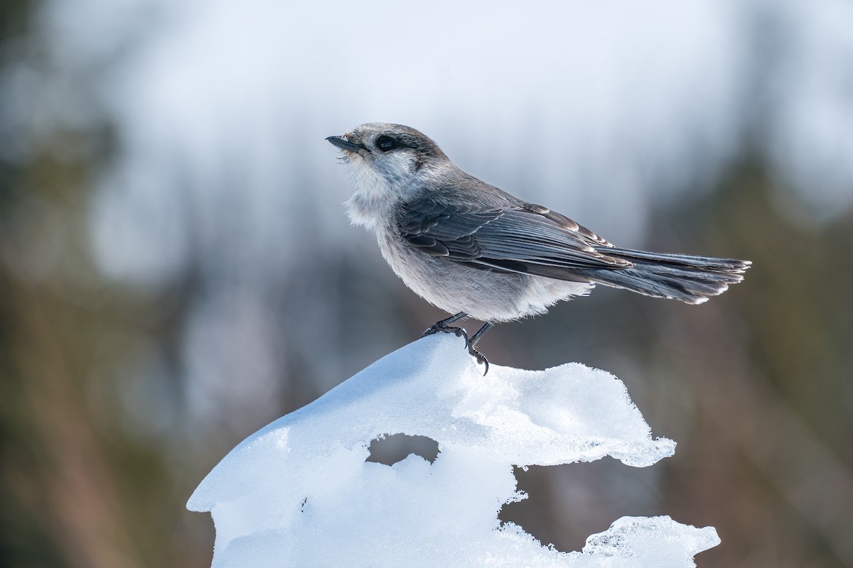 Meisenhäher - ML645723659